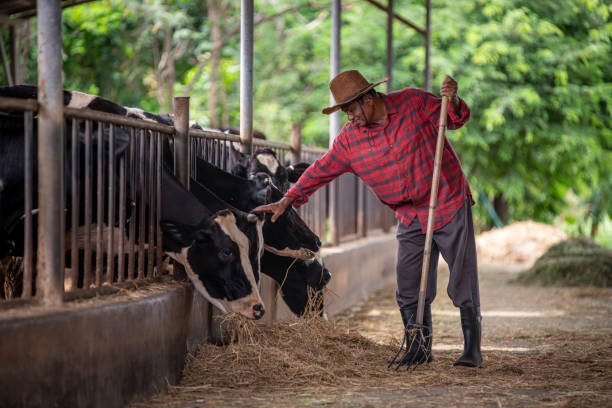 istock oldman farmer wearing a straw hat, plaid shirt, and rubber boots, standing inside a barn filled with large stacks of hay bales. He is holding a farming tool, possibly a pitchfork or rake agriculture and manual labor. 2166723117