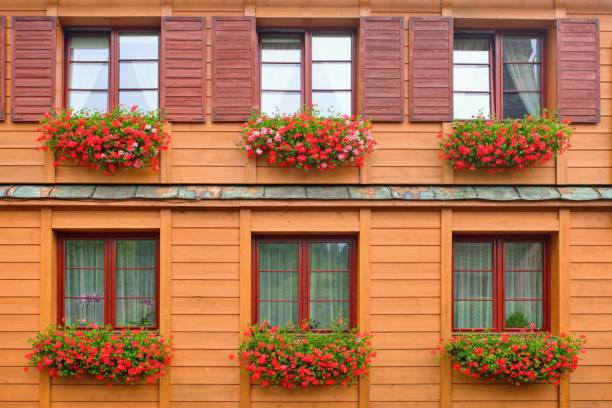Wooden house with windows decorated with hanging geranium flowers