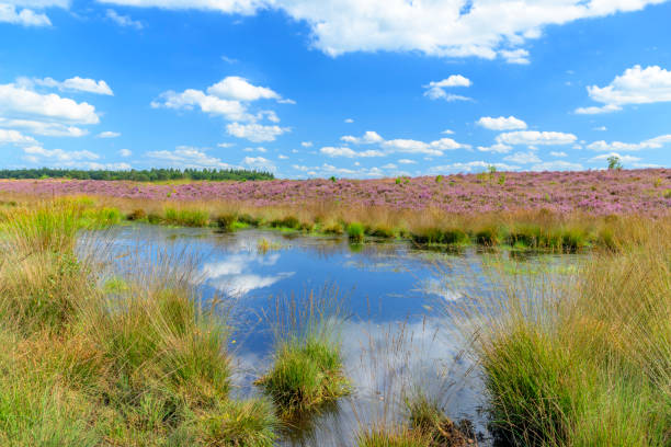 Blooming Heather plants in Heathland landscape during a summer day in the Veluwe nature reserve at the Renderklippen and Dellen area near Heerde in the North of the Veluwe in Gelderland.