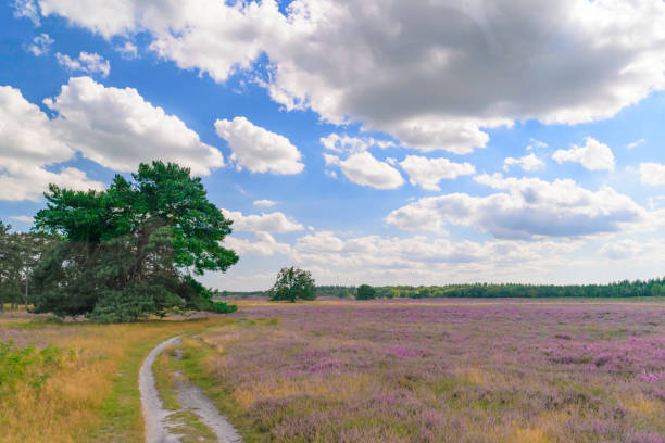 istock Blooming Heather plants in Heathland landscape during summer 2166723837