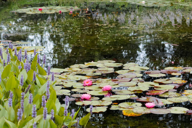 A pond with pink and blue flowers
