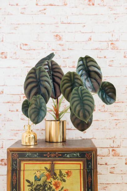 istock Alocasia Red Secret 2166724509