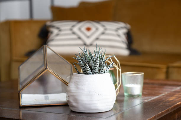 istock Haworthia Zebra Plant 2166725682
