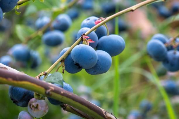 istock Ripe blueberries hanging from branch close-up 2166727786