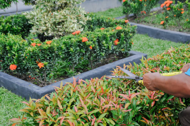 istock a man's hand is pruning flowers in the garden 2166729607