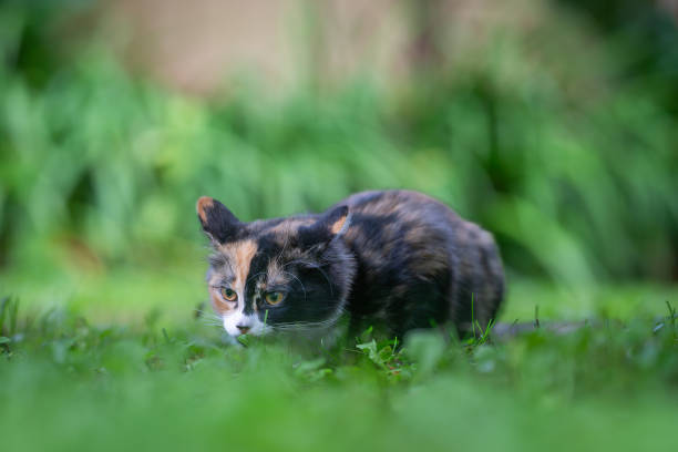 Calico cat with tri-color coat lying on the grass.