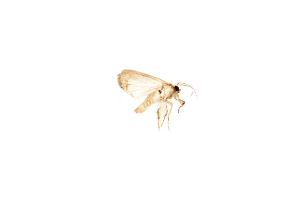 Butterfly isolated on white background, Brown butterfly Close up