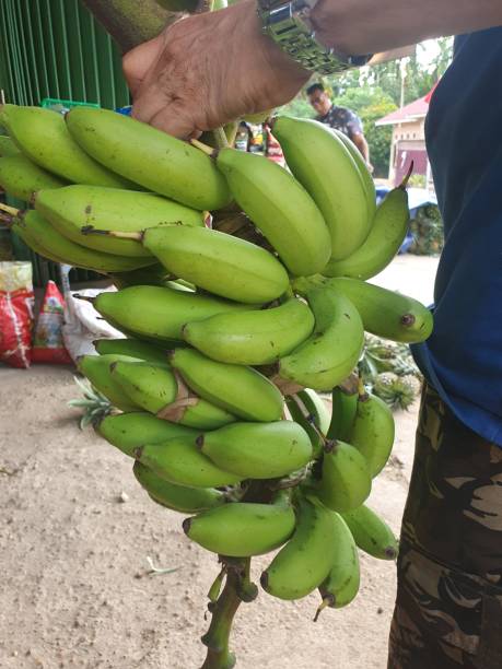 istock Harvested banana 2166732545