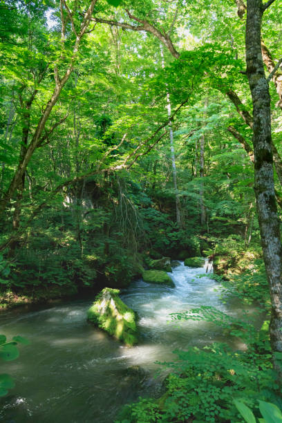 Ashura no Nagare in early summer at Oirase Gorge stock photo