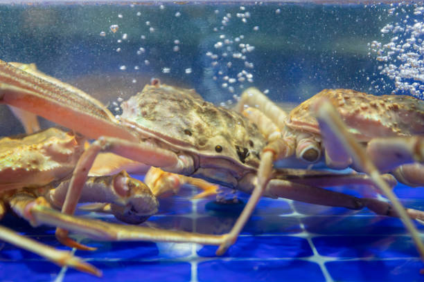 istock Live crabs at the seafood market 2166733526
