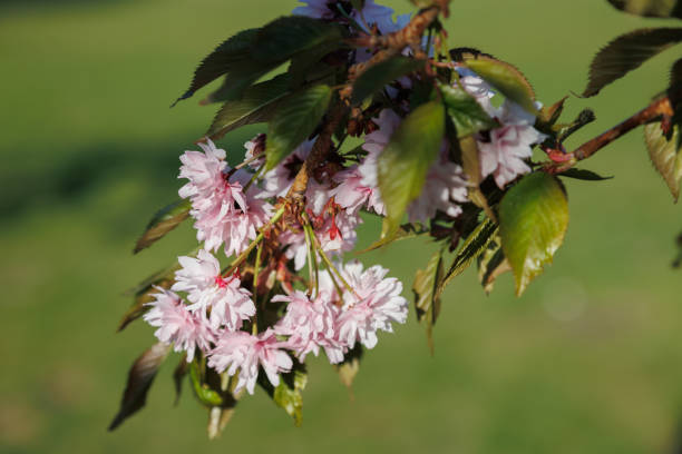istock Spring beautiful flowers blooming, apple flower 2166734806
