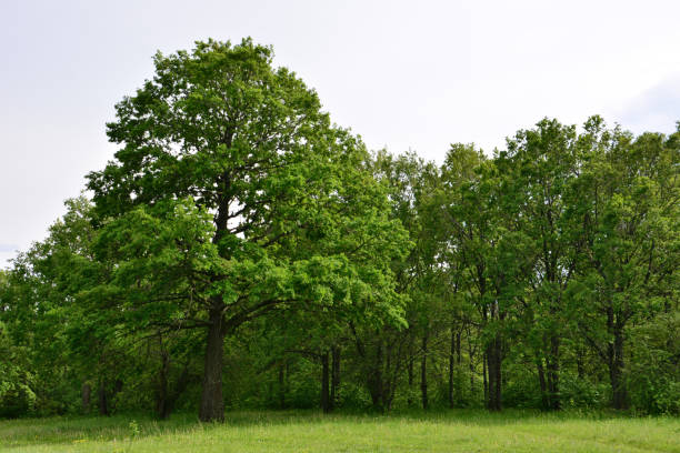 istock a row of green trees with a sky background 2166736996