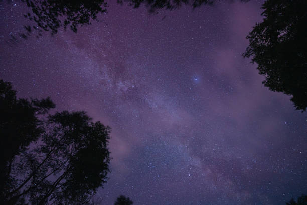 istock The Northern Lights trough the trees 2166737609