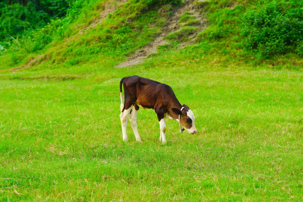 Dark brown color calf graze on the open green meadows