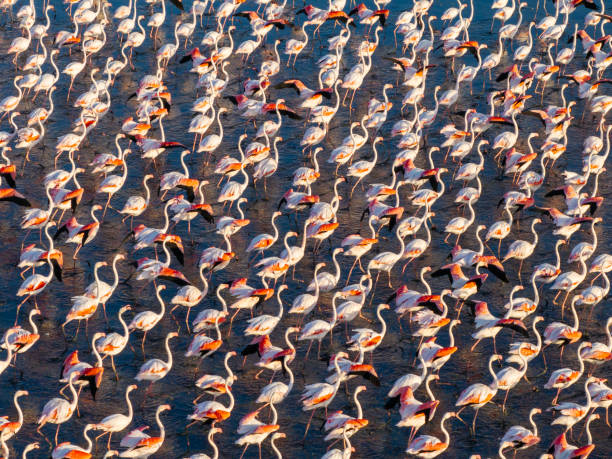 Flamingos on lake