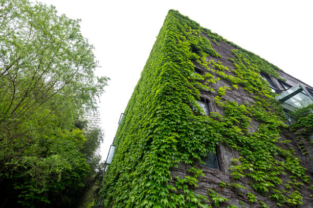 Climbing green plants all over the house
