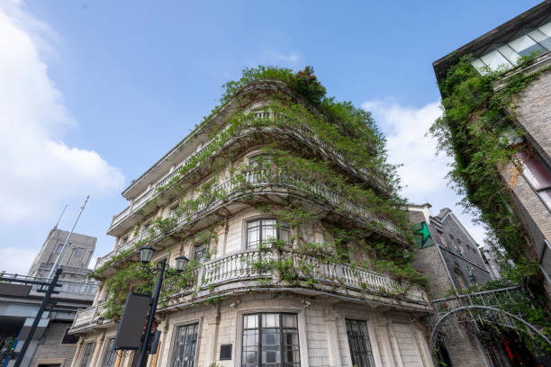 Climbing green plants all over the house