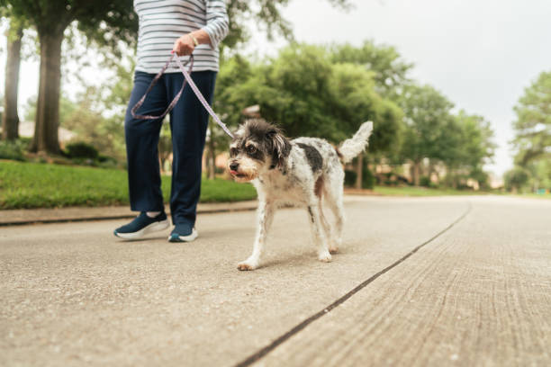 Senior woman walking her dog in the neighborhood. Part of a series where we follow a group of seniors living in the larger Houston area, Texas.