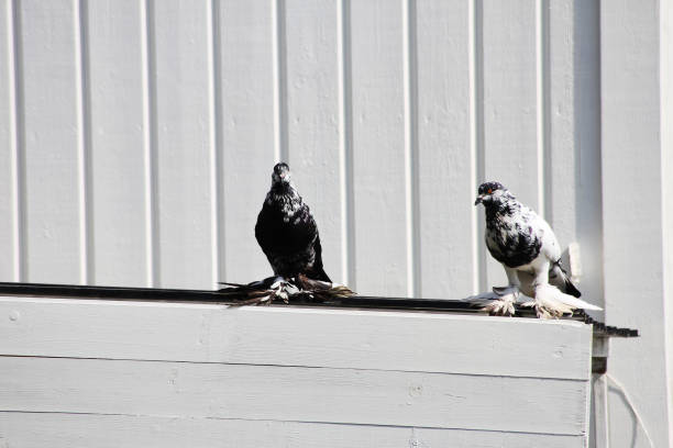 Two elegant Old German Owl pigeons