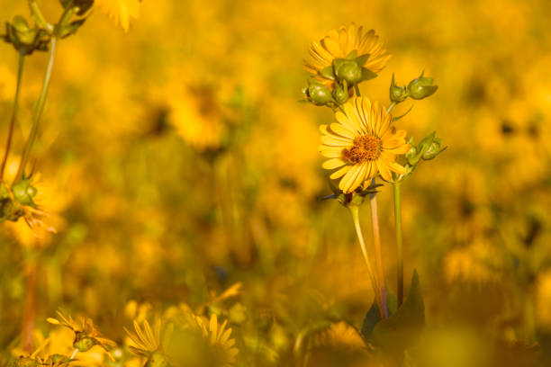 Jerusalem artichoke flower in the agricultural field close-up