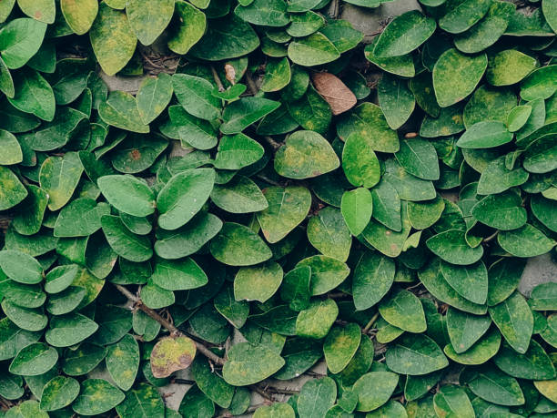 istock Vibrant Green Leaves texture image background. Nature Pattern from fresh natural leaves. 2166743478
