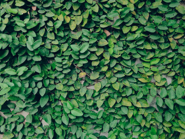 istock Vibrant Green Leaves texture image background. Nature Pattern from fresh natural leaves. 2166743482