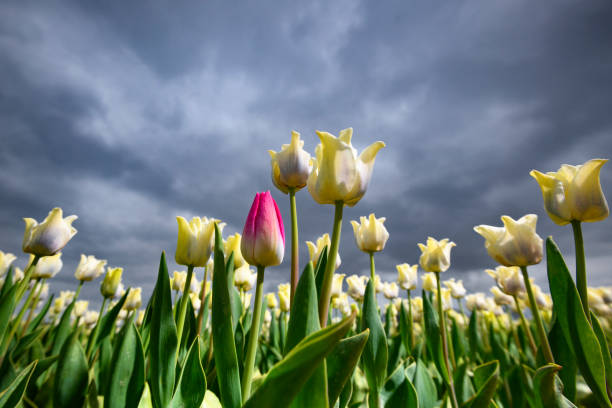 Field of blooming white tulips and one pink tulip during springtime in Holland. The tulips are growing in a field in Flevoland, The Netherlands and are part of Dutch culture in Holland.