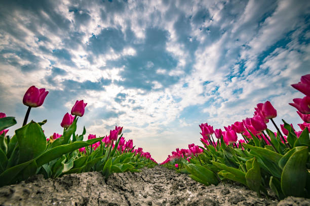 Pink tulips blooming in a field during springtime. Low angle view.