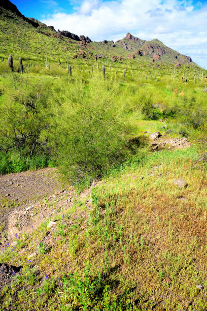 istock Sonora Desert Arizona Picacho Peak State Park 2166746190
