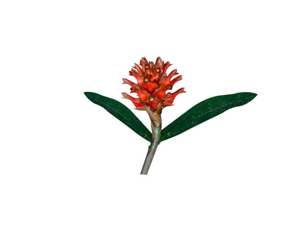 istock Cheilocostus speciosus or Crepe ginger flower 2166746411