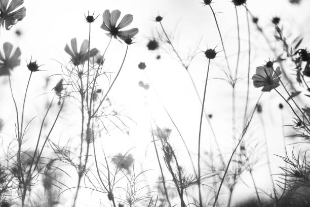 istock Flower Meadow in Park 2166746709