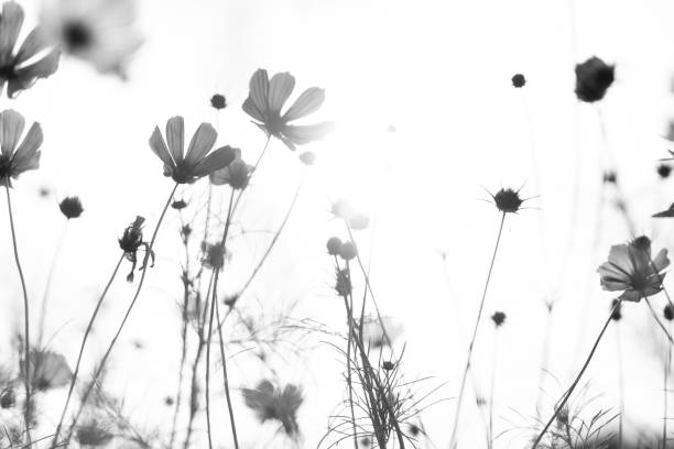 istock Flower Meadow in Park 2166746711