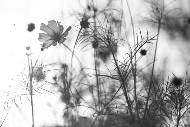 istock Flower Meadow in Park 2166746712