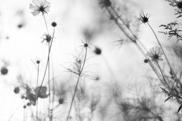 istock Flower Meadow in Park 2166746715