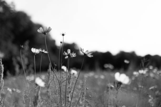 istock Flower Meadow in Park 2166746720