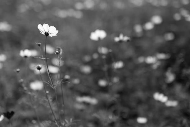 Flower Meadow in Park. Black and White