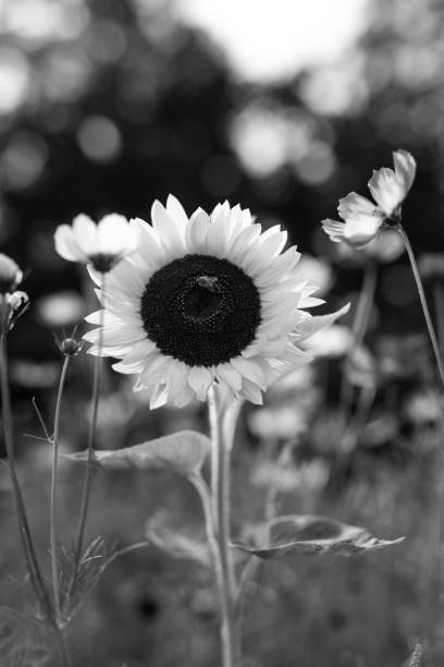istock Sunflower, Flower Meadow in Park 2166746732