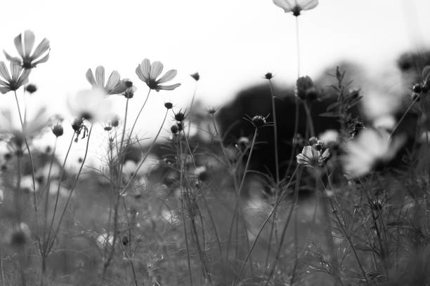 istock Flower Meadow in Park 2166746743