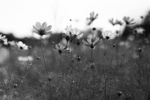 istock Flower Meadow in Park 2166746746