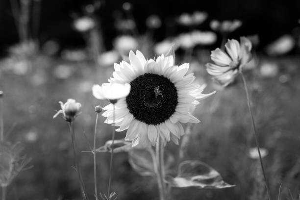 istock Sunflower, Flower Meadow in Park 2166746748