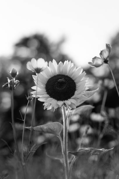 istock Sunflower, Flower Meadow in Park 2166746766
