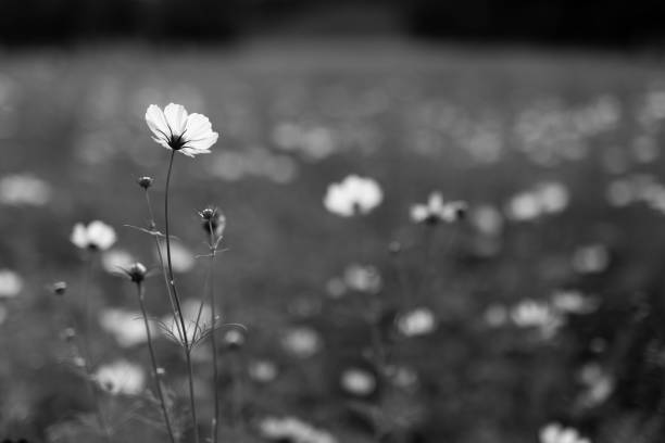 istock Flower Meadow in Park 2166746799