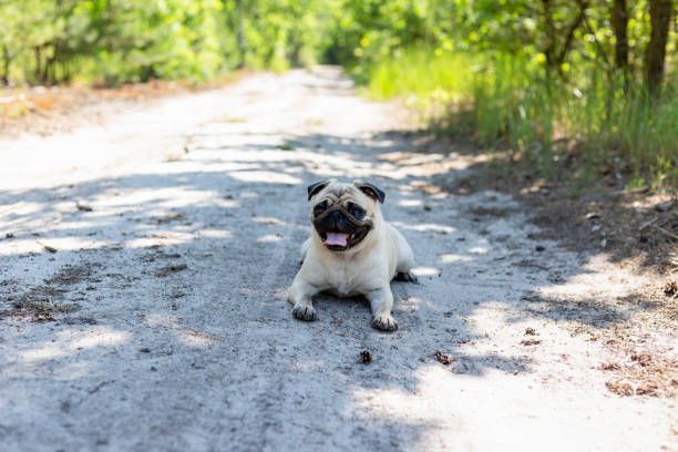 istock Pug close-up portrait on a path in the forest. 2166748946