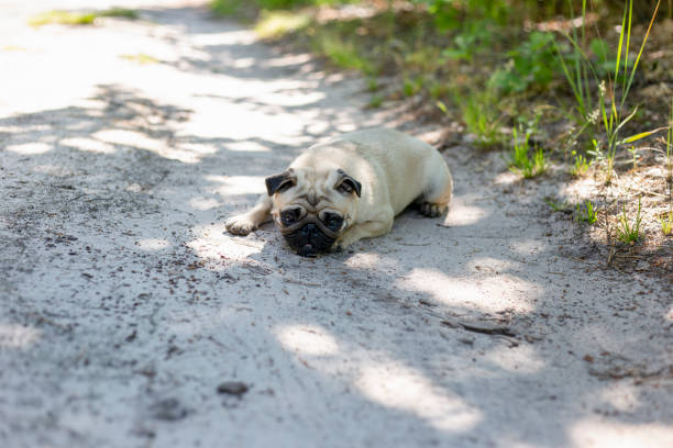 istock Pug close-up portrait on a path in the forest. 2166748948