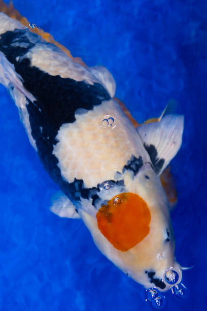 istock Beautiful, colorful koi fish in the pond. 2166749713