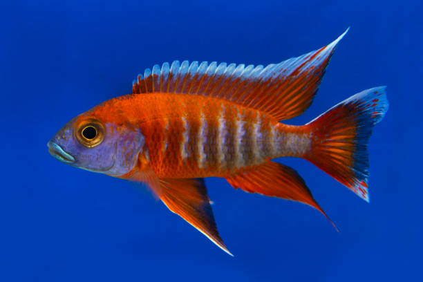 istock Beautiful colored small cichlids with a blue background. 2166749743