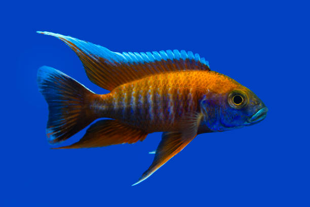 istock Beautiful colored small cichlids with a blue background. 2166749751