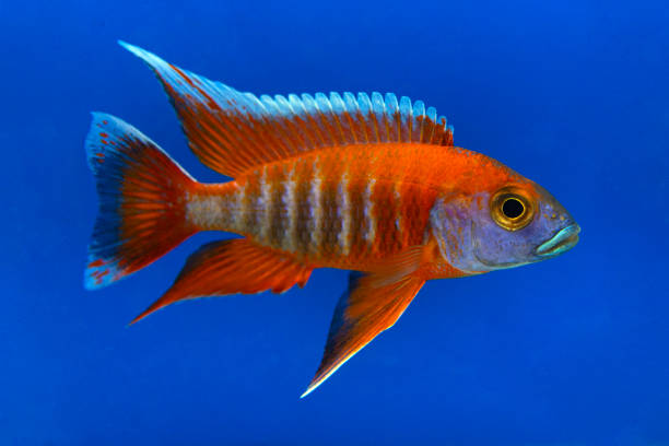 istock Beautiful colored small cichlids with a blue background. 2166749752