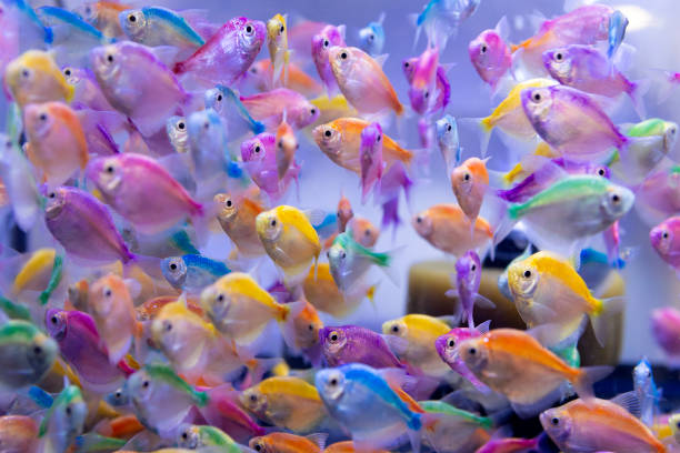Various colored fish in beautiful tropical fresh water.