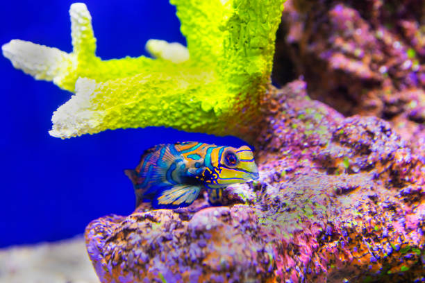 Mandarin fish are small marine fish with beautiful colors.